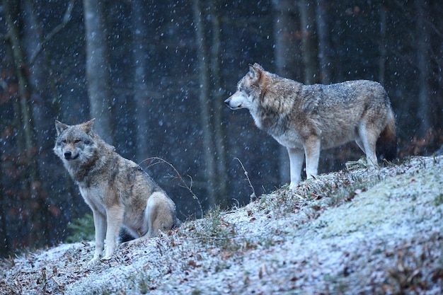 Lobo euroasiático en hábitat de invierno blanco Hermoso bosque de invierno