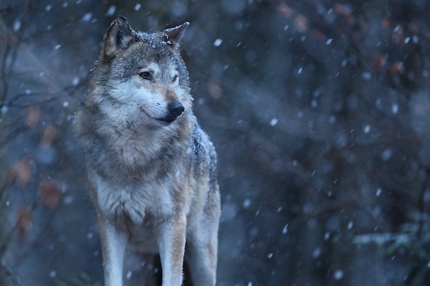 Lobo euroasiático en hábitat de invierno blanco Hermoso bosque de invierno