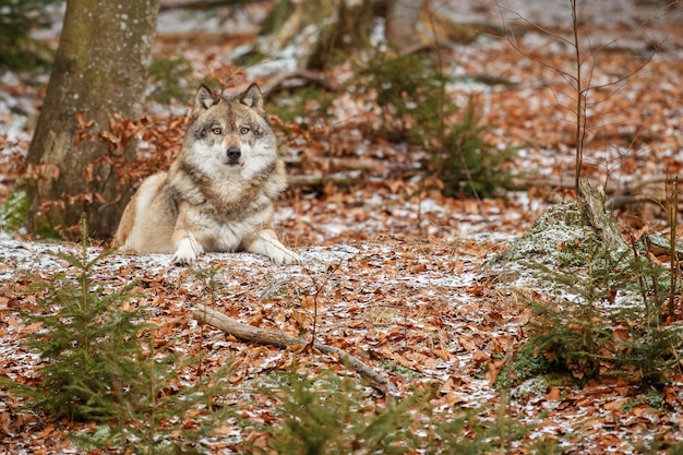 Foto gratuita lobo euroasiático está de pie en el hábitat natural en el bosque bávaro