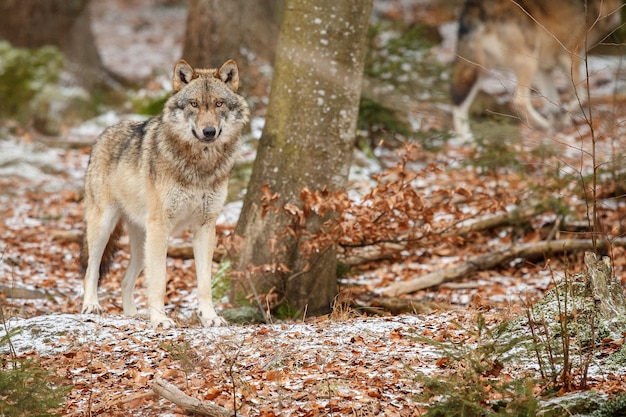 Foto gratuita lobo euroasiático está de pie en el hábitat natural en el bosque bávaro