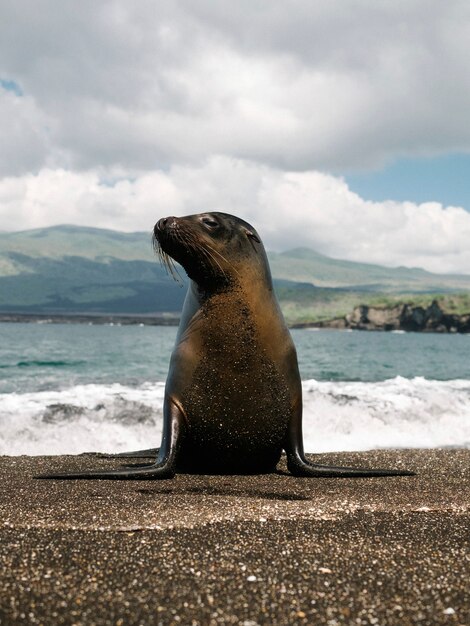 El lobo marino de Galápagos en la Isla de la Plata, Ecuador