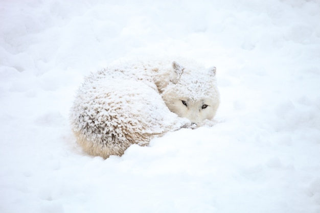 Foto gratuita lobo en la nieve