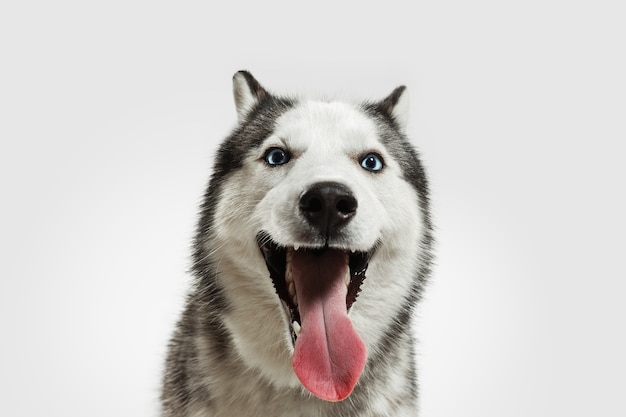 Locamente feliz. Perro de compañía Husky está planteando. Lindo perrito gris blanco juguetón o mascota jugando sobre fondo blanco de estudio. Concepto de movimiento, acción, movimiento, amor de mascotas. Parece feliz, encantado, divertido.