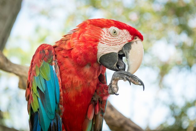 Loro azul y rojo del macaw