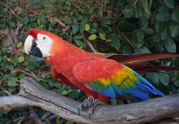 Loro de color muy bonito posado en la rama de un árbol.