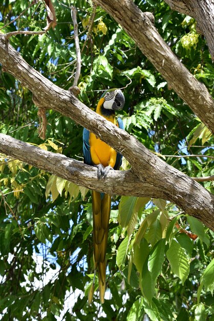 Loro guacamayo bellamente coloreado en un árbol