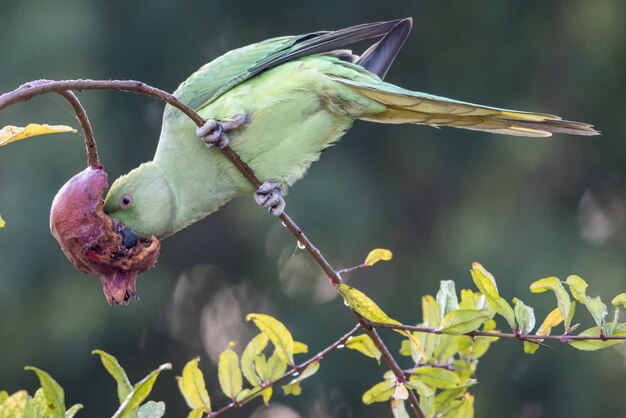 Loro picoteando una flor