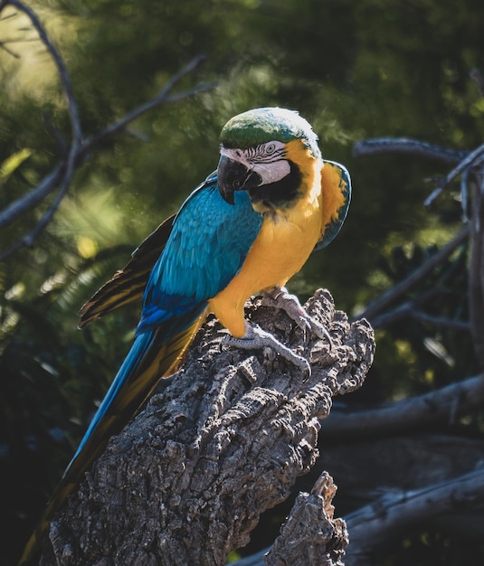 Foto gratuita loros posando en espectaculo de aves