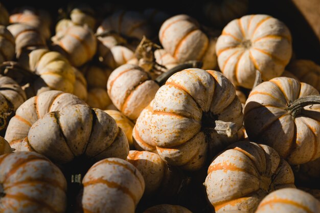 Lote de calabazas blancas y naranjas