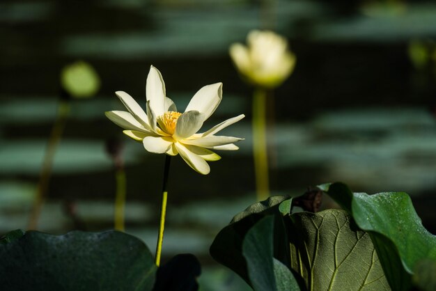 Loto blanco sagrado rodeado de vegetación con flores.