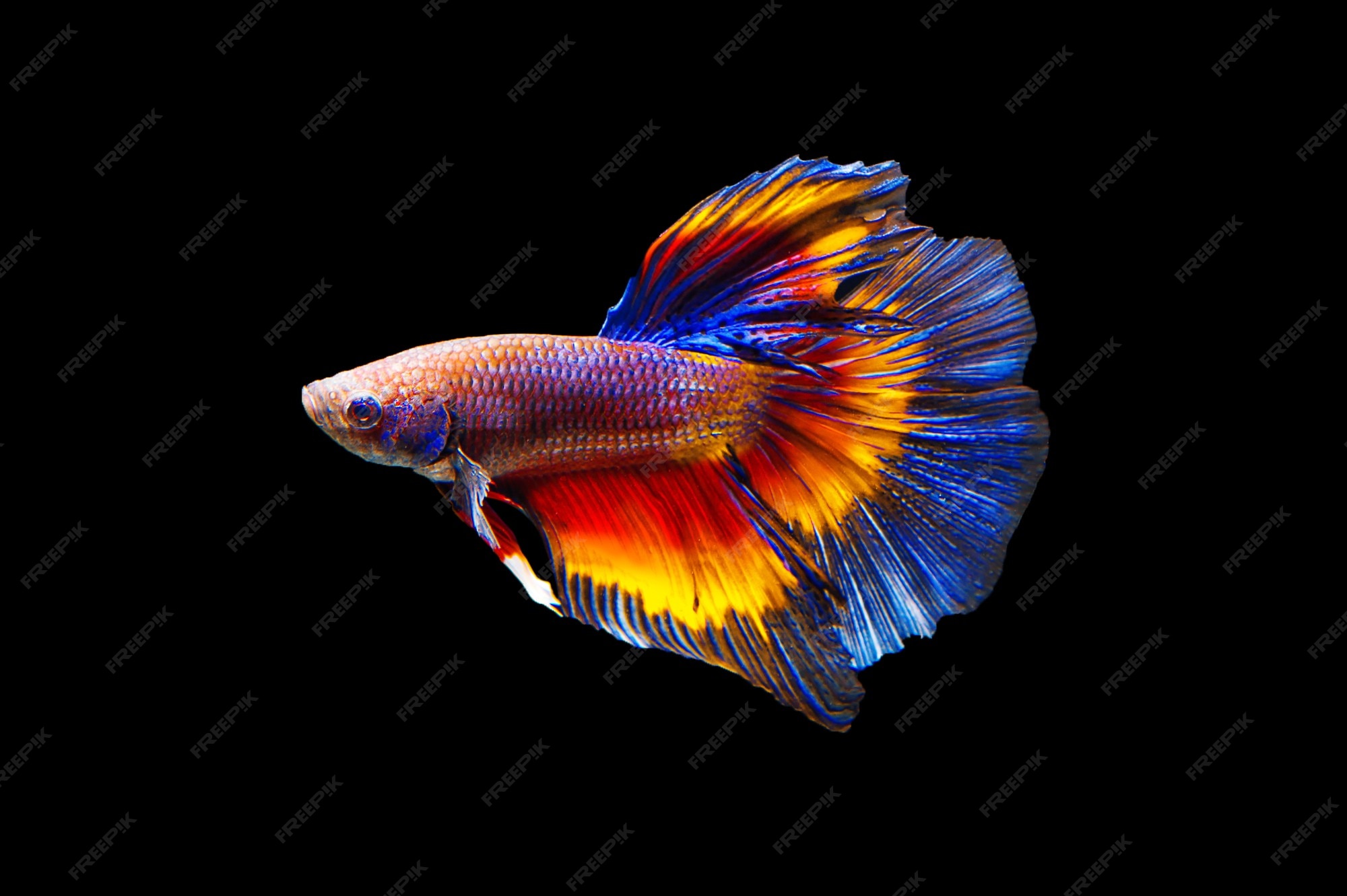 Imagenes De Acuario Peces Vectores Fotos De Stock Y Psd Gratuitos
