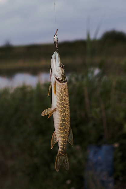 Lucio capturado por cebo de pesca