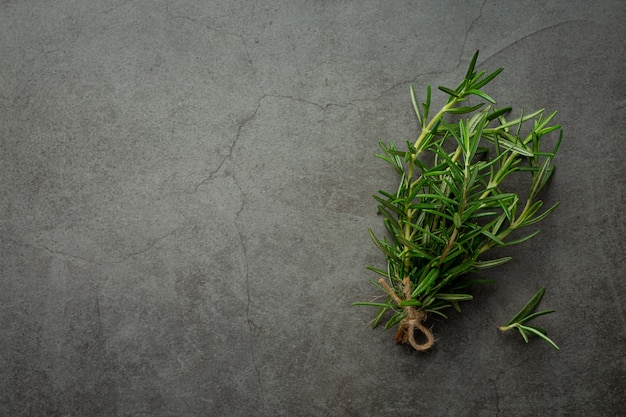 Lugar de plantas de romero en piso oscuro