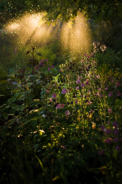 La luz del atardecer brilla sobre la hierba verde y las flores del campo