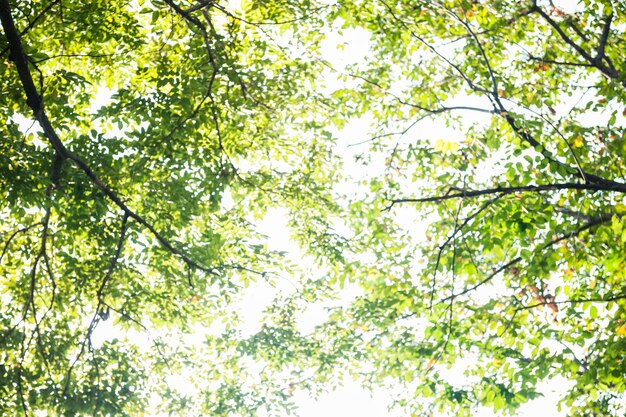 Luz brillando a través del árbol