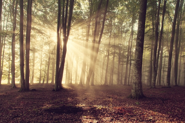 La luz del sol en el bosque