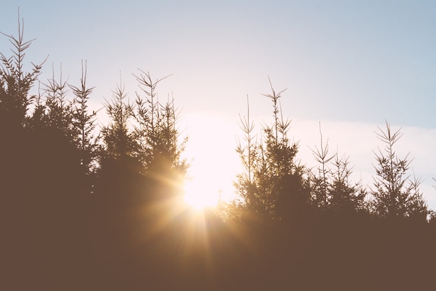 La luz del sol brillando a través de los árboles