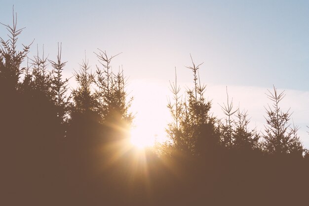 La luz del sol brillando a través de los árboles