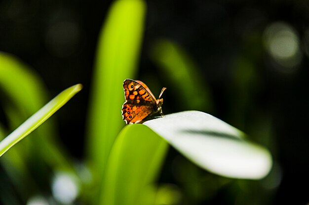 La luz del sol cayendo sobre hermosa mariposa amarilla sobre la hoja verde