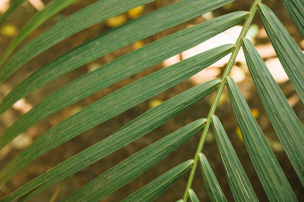 Foto gratuita la luz del sol mirando a través de la hoja de palma