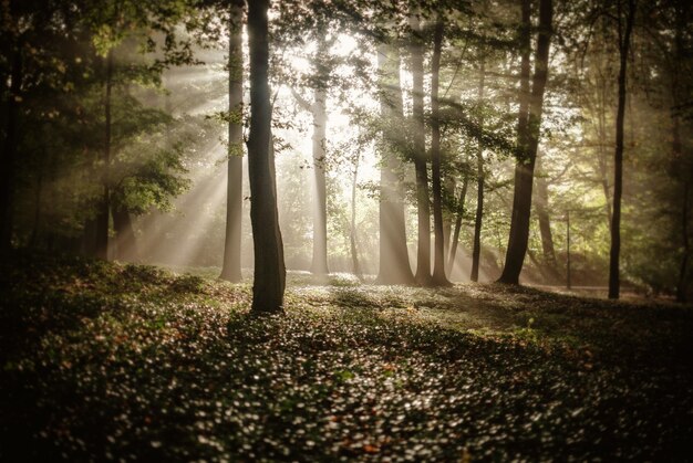 La luz del sol que cubre los árboles en el bosque en otoño