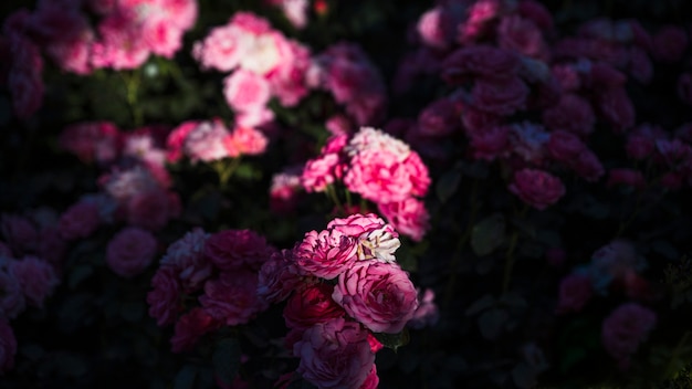 Luz del sol en rosas rosadas del jardín