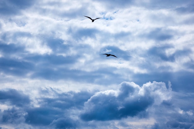 Luz del sol a través de nubes oscuras contra el cielo azul dos gaviotas voladoras