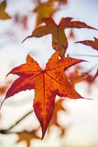 Luz trasera de la hoja de arce. Pastel de fole de arce japonés hojas de colores de fondo en otoño