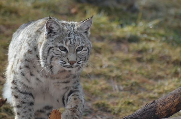 Lynx en movimiento a través de los pastos y llanuras enmarañadas.