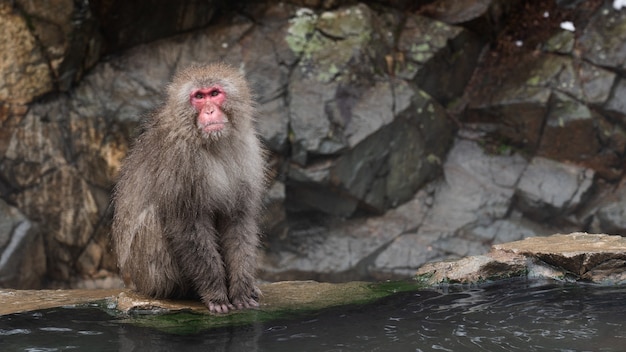 Foto gratuita macaco alfa