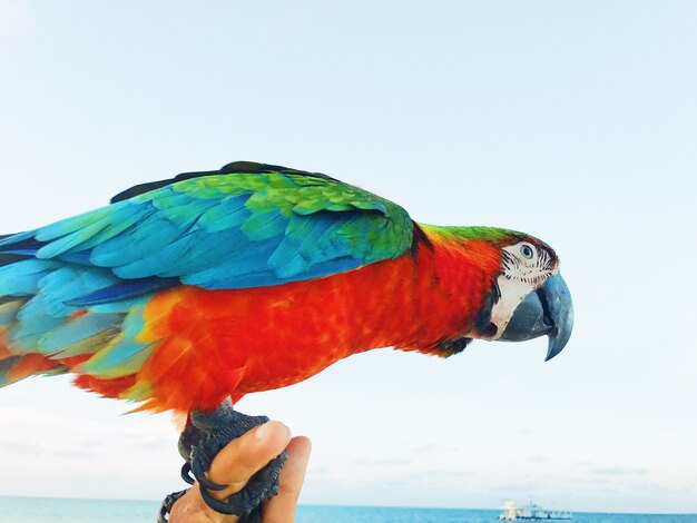 Macaw colorido se sienta en el brazo del hombre