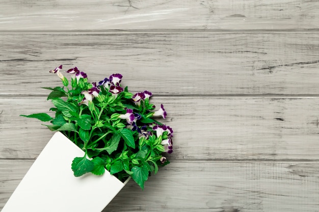 Maceta blanca con hermosas flores moradas