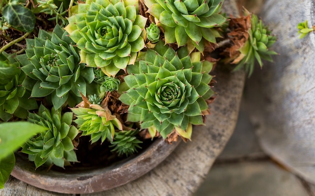 Maceta con cactus