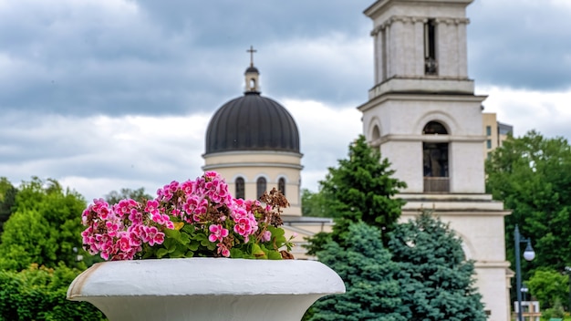 Foto gratuita maceta con flores rosas en el centro de chisinau, moldavia