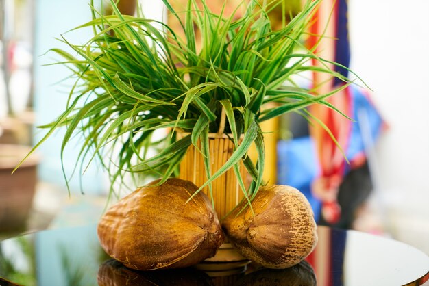 Maceta con una planta