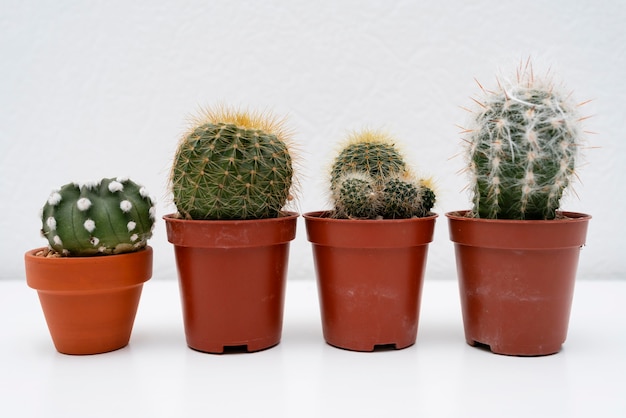 Maceta de plantas alineadas en mesa