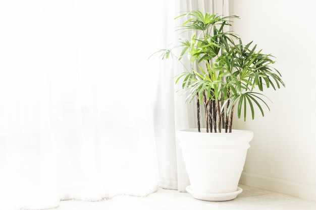 Foto gratuita maceta con plantas verdes