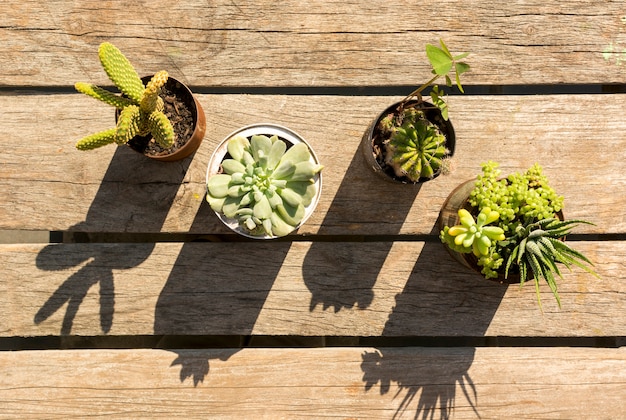 Macetas con plantas sobre fondo de madera