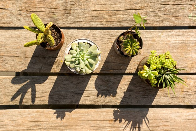 Macetas con plantas sobre fondo de madera