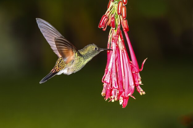 Macho Colibrí cola rayada Eupherusa eximia