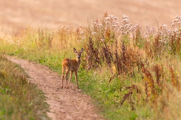 Macho de corzo en la mágica pradera verde, vida silvestre europea, animal salvaje en el hábitat natural, celo de venado en la república checa.