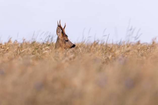 Macho de corzo en la mágica pradera verde, vida silvestre europea, animal salvaje en el hábitat natural, celo de venado en la república checa.