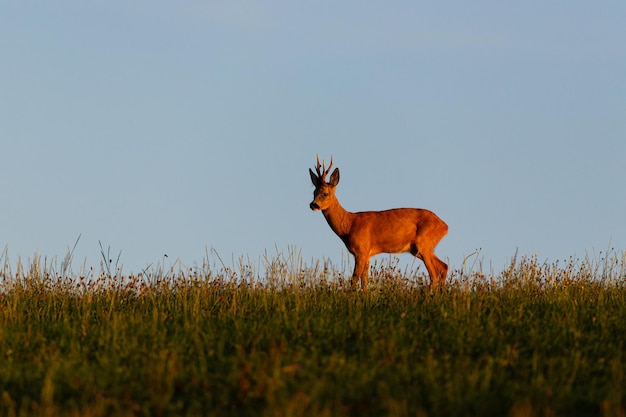 Macho de corzo en la mágica pradera verde, vida silvestre europea, animal salvaje en el hábitat natural, celo de venado en la república checa.