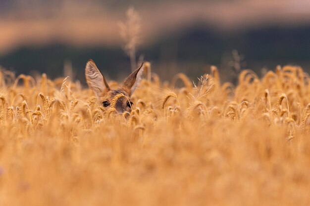 Foto gratuita macho de corzo en la mágica pradera verde, vida silvestre europea, animal salvaje en el hábitat natural, celo de venado en la república checa.