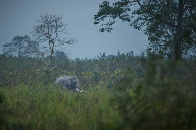 Foto gratuita macho de elefante indio salvaje con hábitat natural en el norte de la india