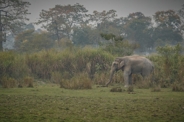 Macho de elefante indio salvaje con hábitat natural en el norte de la india