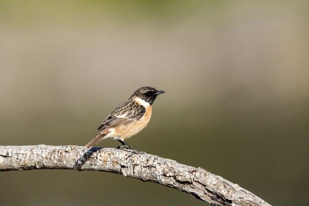 Macho de invernada europea Stonechat Saxicola rubicola