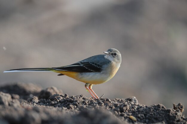 Macho de invernada lavandera gris Motacilla cinerea, Malta, Mediterráneo