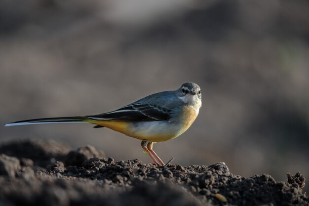 Macho de invernada Lavandera gris Motacilla cinerea, Malta, Mediterráneo