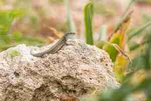 Foto gratuita el macho del lagarto de pared maltés podarcis filfolensis tomando el sol en una roca en malta